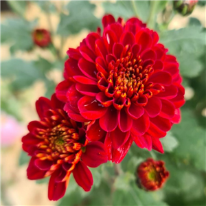 Chrysanthemum 'Rafia Rouge'